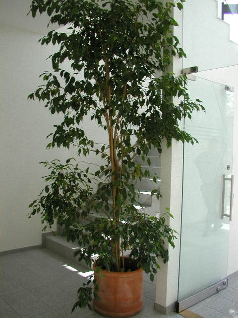 Ficus-benjamini-230-250-mit-Terra-55-50